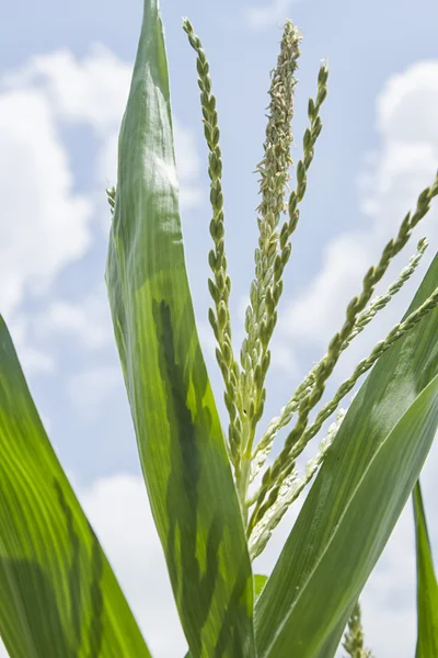 Blomställning på majs plantation, blåklint — Stockfoto