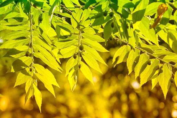 Foglia d'autunno alla luce del sole, Astratto sfondo autunnale — Foto Stock