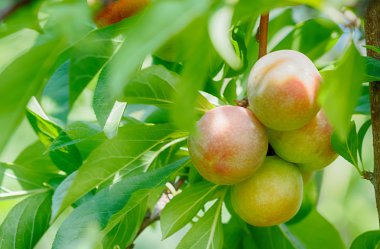 Olgun şeftali dalda meyveler 