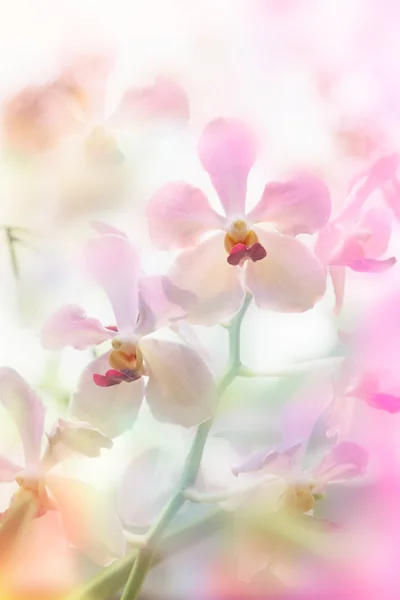Belle fleur d'orchidée rose avec filtre de couleur — Photo