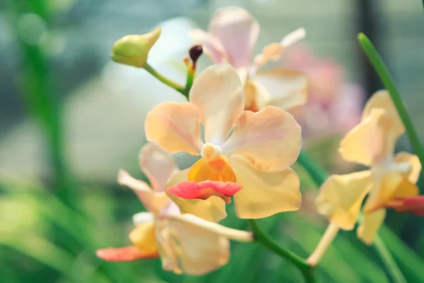 Renkli orkide bahçesinde bulunan renk filtresi — Stok fotoğraf