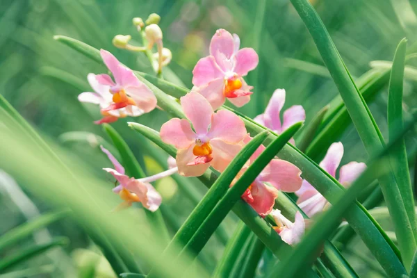 Krásná růžová orchidej květina s vintage barevným filtrem — Stock fotografie