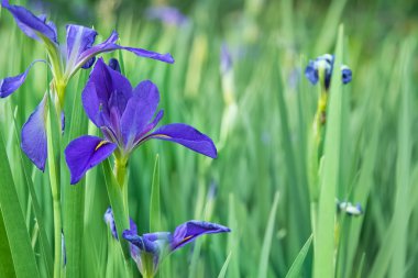Grup bahar güneşli günde mor süsen