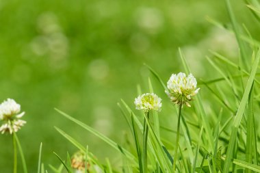 küçük beyaz çiçek yeşil çim zemin üzerine