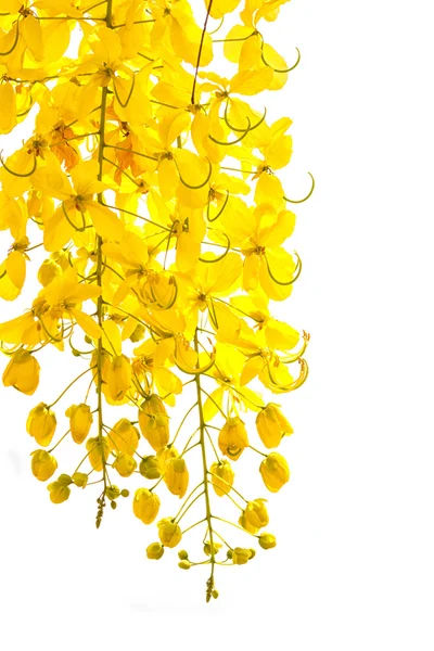 Chuveiro dourado (fístula de Cássia), bela flor na hora de verão — Fotografia de Stock