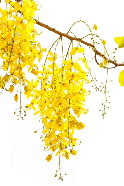 Golden shower (Cassia fistula), Beautiful flower in summer time — Stockfoto