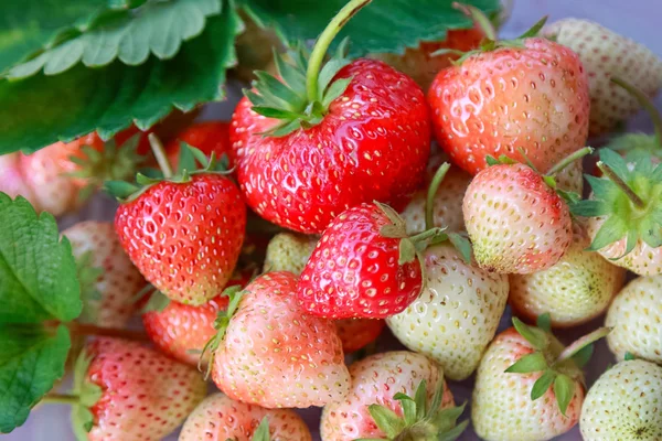 Frische reife Erdbeere auf grünem Hintergrund — Stockfoto