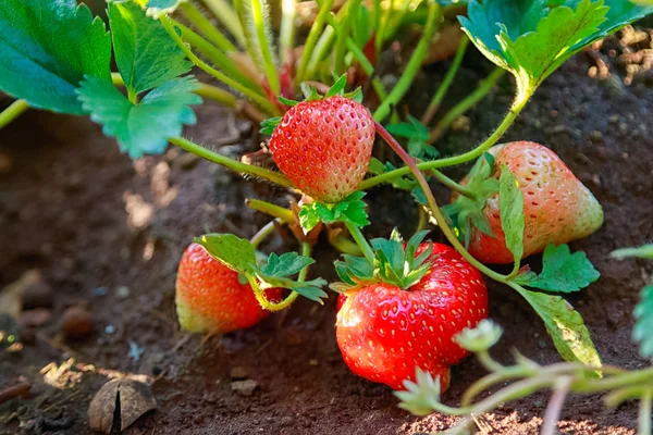 Close-up van verse biologische aardbeien groeien op de wijnstok — Stockfoto