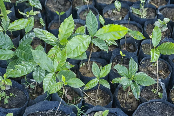 Plantación de vivero de árbol de café arabica . — Foto de Stock