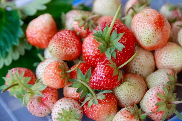 Frische reife Erdbeere Hintergrund — Stockfoto