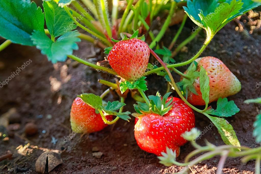 Closeup of fresh organic strawberries growing on the vine ⬇ Stock Photo