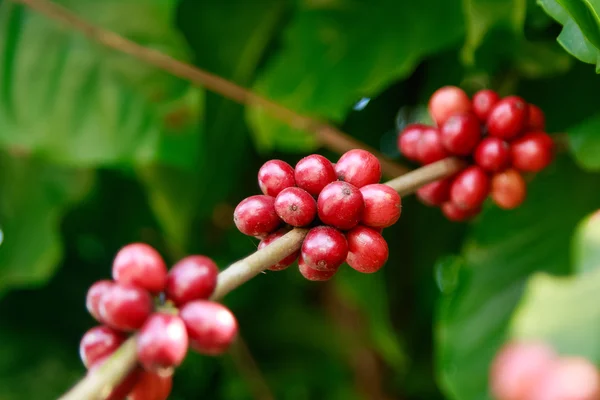 Rijpe bessen op koffie boom in boerderij. Eten en drinken koffie — Stockfoto