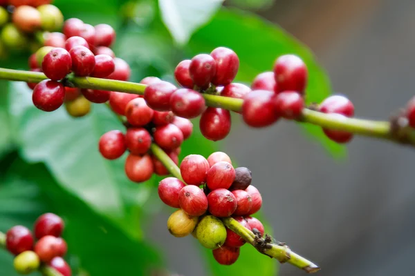 Rijpe bessen op koffie boom in boerderij. Eten en drinken koffie — Stockfoto