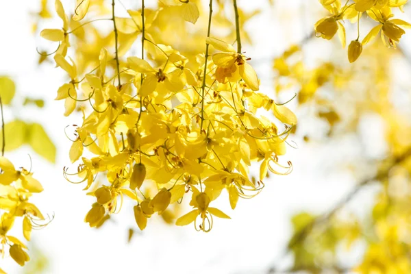Gyllene dusch (Cassia fistula), vacker blomma i sommartid — Stockfoto
