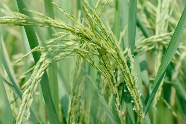 Taze çeltik pirinç alan grubundaki 