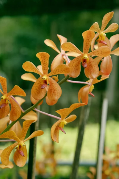 Pembe orkide phalaenopsis closeup. — Stok fotoğraf