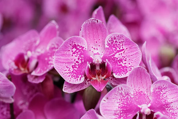 Closeup of pink orchid phalaenopsis. — Stock Photo, Image