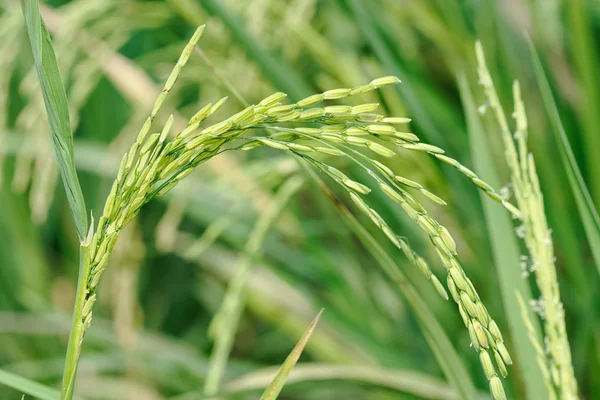 Arroz fresco en la granja de arroz — Foto de Stock