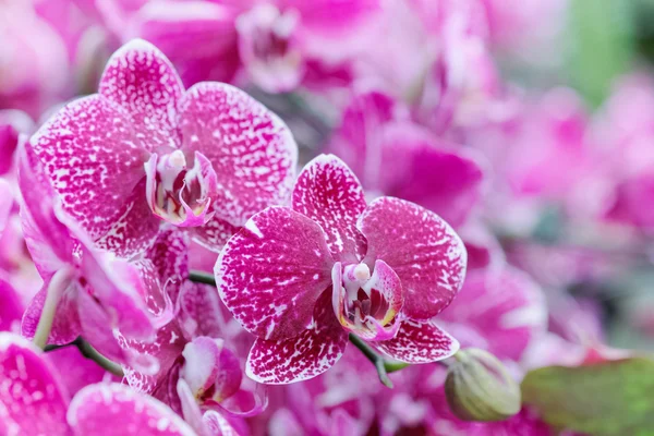 Closeup růžová orchidej phalaenopsis. — Stock fotografie