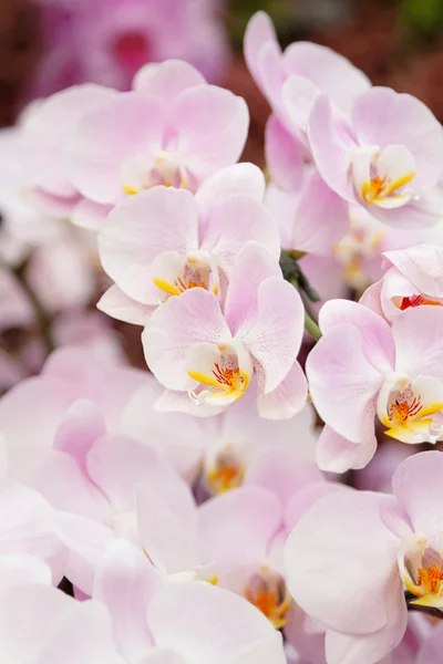 Крупный план фаленопсии розовой орхидеи. Букет орхидей из цветов — стоковое фото