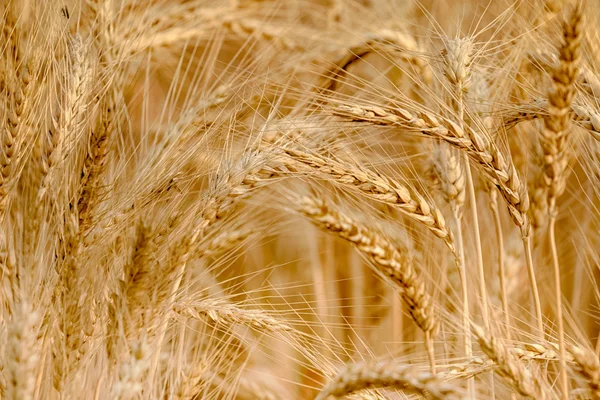 Closeup golden wheat field and sunny day — Stock Photo, Image