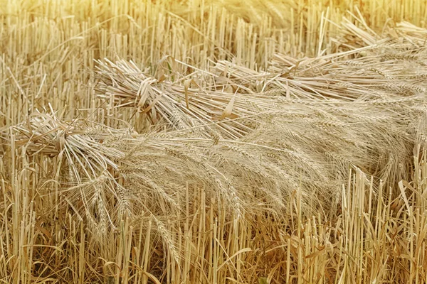 Gavillas de trigo en la cosecha en el campo — Foto de Stock