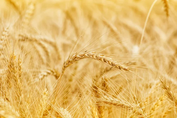 Closeup altın buğday alan ve güneşli bir gün — Stok fotoğraf