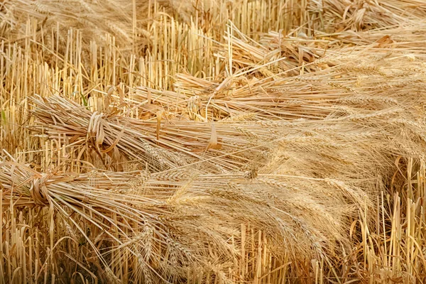 Gerbes de blé à la récolte dans les champs — Photo