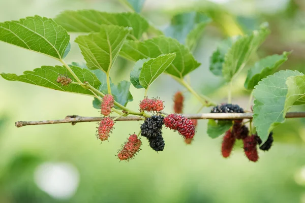 Frische Maulbeere auf Baum. Beerenfrüchte in der Natur — Stockfoto