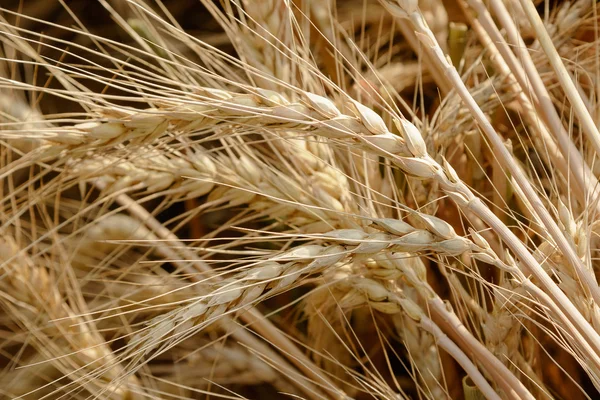 Крупным планом золотое пшеничное поле и солнечный день — стоковое фото
