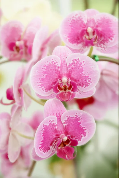 Gyönyörű rózsaszín orchidea phalaenopsis. Orchidea virágok csokor — Stock Fotó