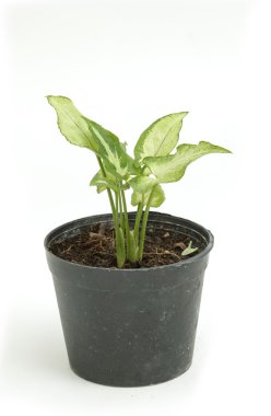 Ev bitkisi saksı izole üzerinde beyaz arka planda