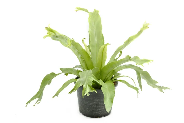 Fern,the plant in a pot on white background — Stock Photo, Image