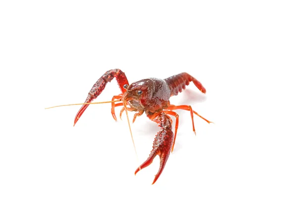 Red crayfish on white background — Stock Photo, Image