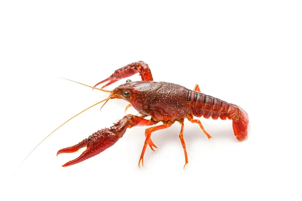 Red crayfish on white background — Stock Photo, Image