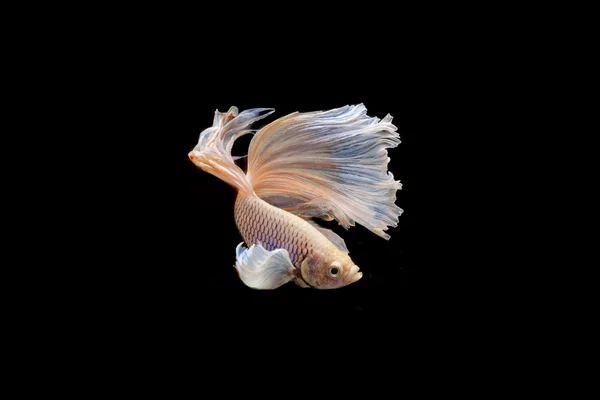 Momento commovente di grande orecchio siamese pesce combattente isolato su nero — Foto Stock