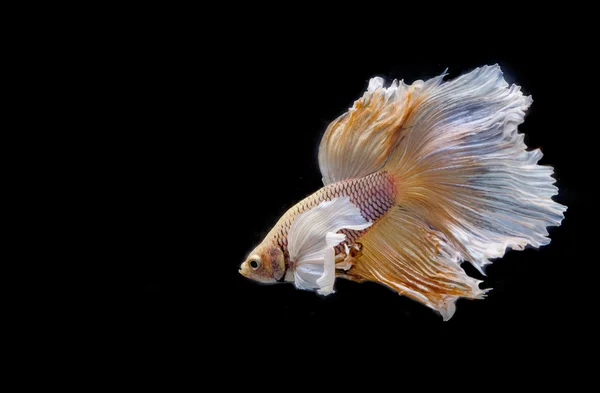 Momento commovente di grande orecchio siamese pesce combattente isolato su nero — Foto Stock