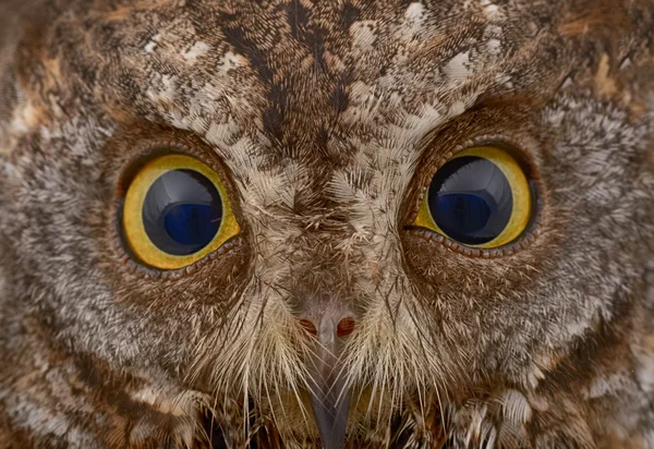 Gros plan du visage de hibou — Photo