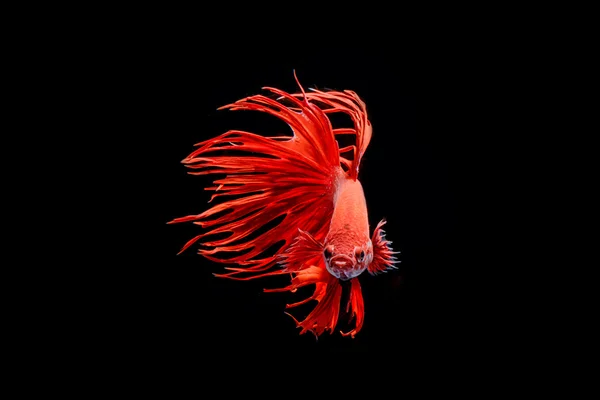 Moving moment of big ear siamese fighting fish isolated on black