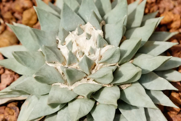 Planta de cactus en jardín con luz solar —  Fotos de Stock