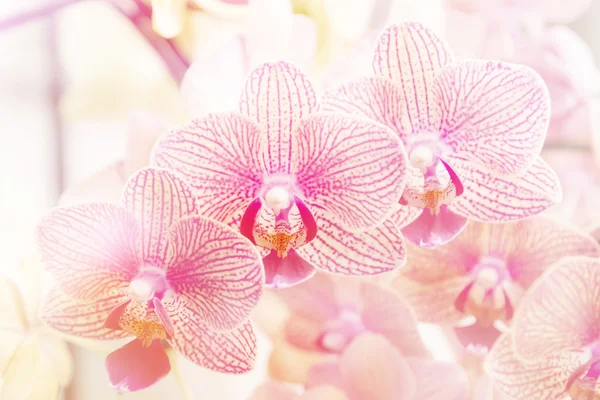Orquídea roxa bonita, phalaenopsis orquídea desfocada fundo — Fotografia de Stock