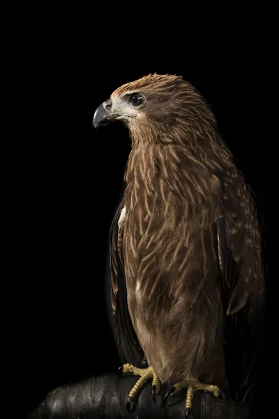 Hawk zbliżenie na czarnym tle — Zdjęcie stockowe