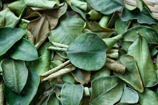 Hoja seca de fondo de bergamota (kaffir lime) —  Fotos de Stock