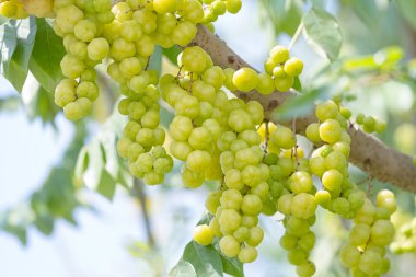 Ağaç üzerinde yıldız bektaşi üzümü.