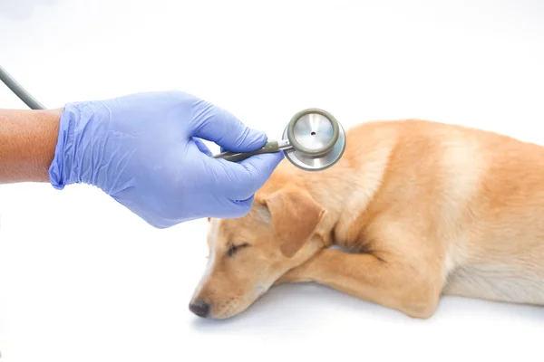 Vet examen chien malade avec stéthoscope — Photo