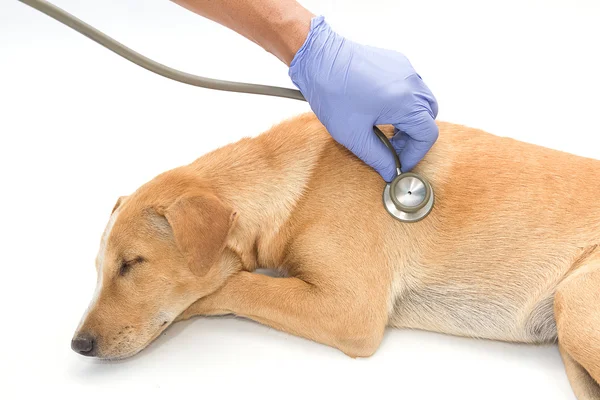 Vet examinando cão doente com estetoscópio — Fotografia de Stock