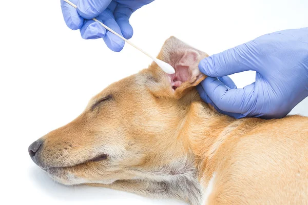 Dierenarts check en reinigen van de oren van de hond, preventie van ziekte oren op — Stockfoto