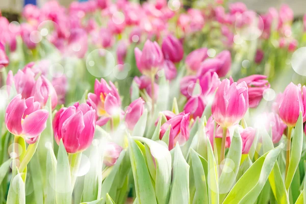 Colorful tulips blooming in sunlight,Flower tulips background