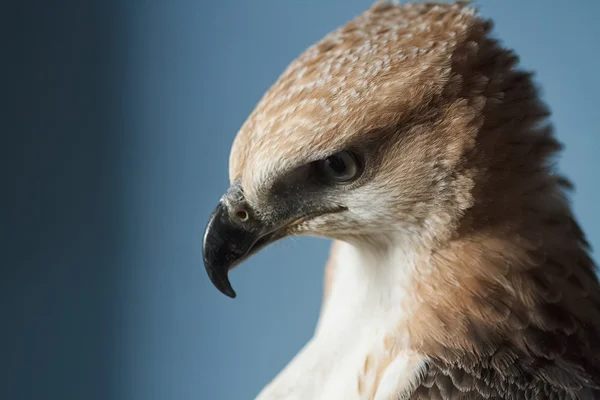 Beauty hawk on falconer's hand — Stock fotografie