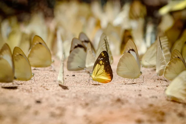 Vielfalt der Schmetterlingsarten, Schmetterling, der Salz leckt auf gr — Stockfoto